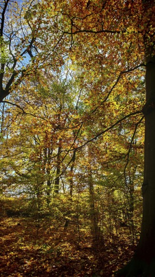 Autumn trees with golden and orange leaves in the forest, Hainich National Park