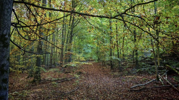 Trail through autumn forest with leaves on the trail and thick, green and yellow trees, Hainich National Park