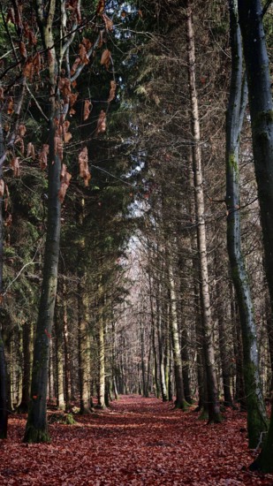 A trail through a thick forest with red-colored deciduous soil, surrounded by tall trees, Frankenwald nature park Park