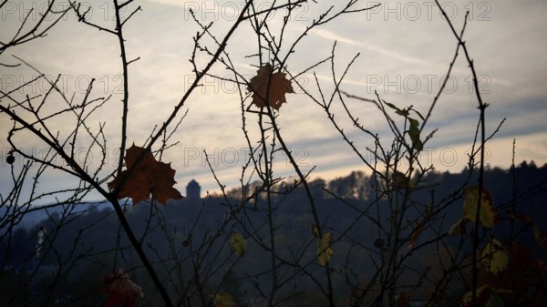 Branches with scattered leaves against a foggy sky, a castle silhouette in the background, Rosenberg Fortress, Frankenwald nature park Park