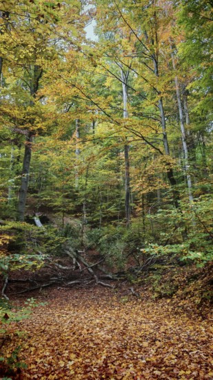 Colourful autumn forest with lush foliage and light coming in through the trees, Hainich National Park