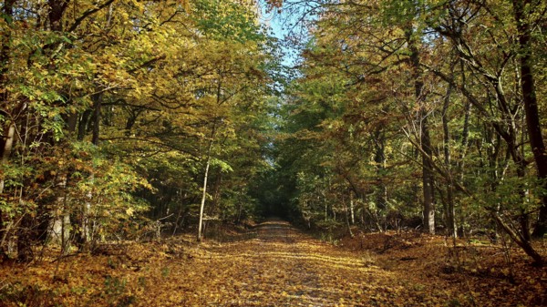 Forest trail lined with autumn trees full of colorful leaves, Hainich National Park