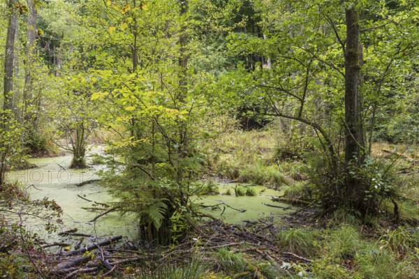 Wetland in beech forest, Jasmund National Park, Sassnitz, Rügen island, Baltic Sea, Mecklenburg-Western Pomerania, Germany