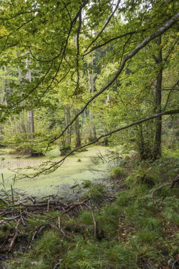 Wetland in beech forest, Jasmund National Park, Sassnitz, Rügen island, Baltic Sea, Mecklenburg-Western Pomerania, Germany