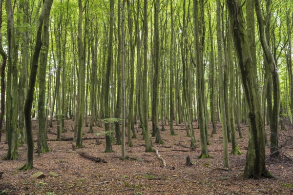 Old beech forest, Stubnitz, Jasmund National Park, Sassnitz, Rügen island, Baltic Sea, Mecklenburg-Western Pomerania, Germany