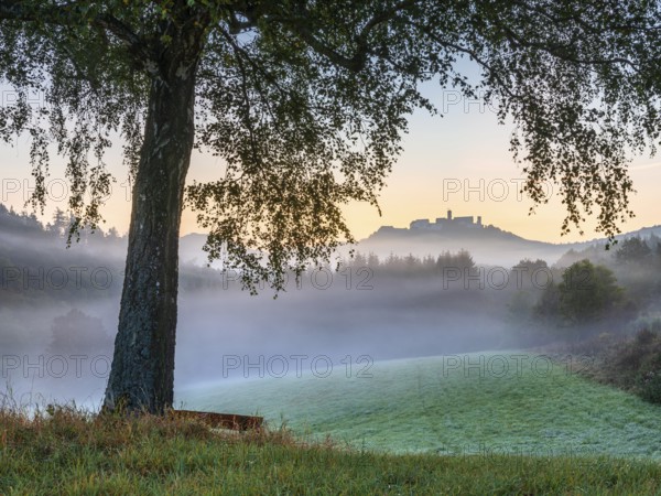 View of Wartburg Castle in the Thuringian Forest at sunrise, morning fog and dawn, birch with bench in a meadow with dew, Eisenach, Thuringia, Germany