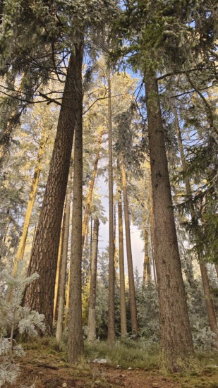 Winter landscape in the forest with sunlight on high trees, pines (abiete) quiet atmosphere, view from below, Fichtelgebirge