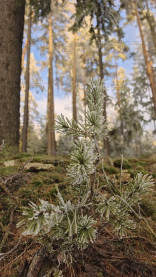 Frost-covered branch in winter forest, natural and quiet scene with blue sky in the background, frog-eye view, Fichtelgebirge