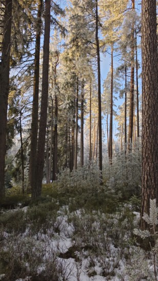 Snow-covered forest with sunshine, tall trees, pines (abiete) and a quiet atmosphere, Fichtelgebirge
