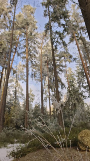 Snowy winter landscape with tall trees, pines (abiete) in a quiet forest, Fichtelgebirge