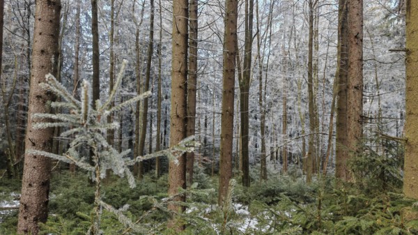 A dense forest with tall pines (abiete) and a snow-covered landscape, taken in winter, Fichtelgebirge