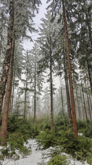 Snowy winter forest with tall trees, atmospheric perspective, spruce (picea) and small spruce trees below, with frosty branches in winter atmosphere, Naturpark frankenwald