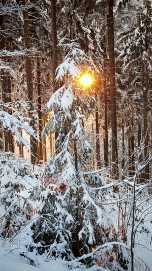 Sun shines through snow-covered conifers and produces warm rays of light, Fichtelgebirge
