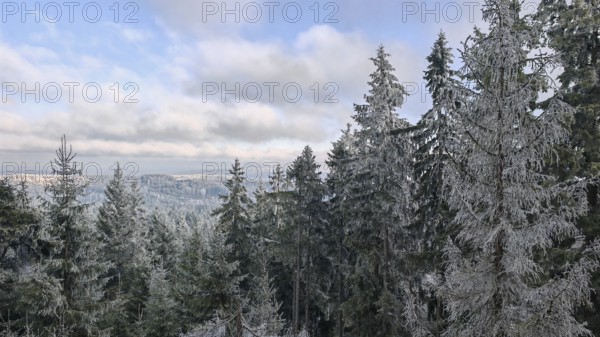 Snow-covered trees, firs (abies), spruces (picea) stretch into the distance, under a cloudy blue sky, Fichtelgebirge