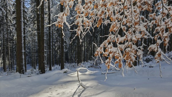 Winter forest trail with footprints in snow and a branch with brown leaves, Fichtelgebirge
