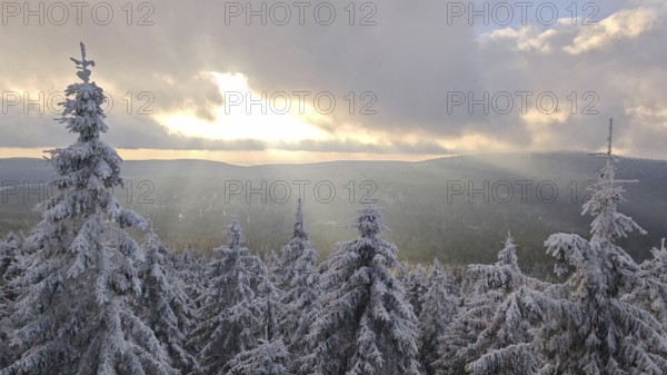 Snow-covered trees, spruces (picea) and wide landscape at sunset, immersed in a quiet winter atmosphere, Fichtelgebirge