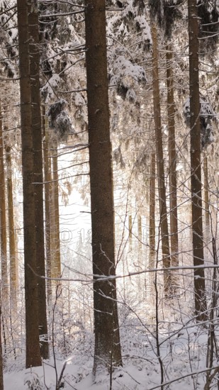Winter forest with tall trees and soft light shining through the snowy landscape, Fichtelgebirge
