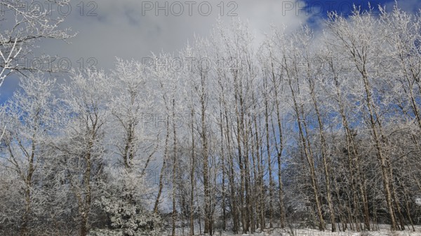 Wintery forest with hoarfrost on trees under a cloudy sky on a clear day, Frankenwald nature park Park