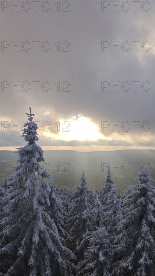 Winter landscape at sunset with snow-covered trees, spruces (picea) and a peaceful atmosphere, Fichtelgebirge