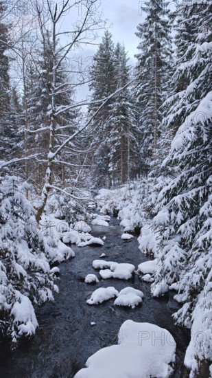 A snowy stream snakes through a thick forest, caught in the winter peace, Fichtelgebirge