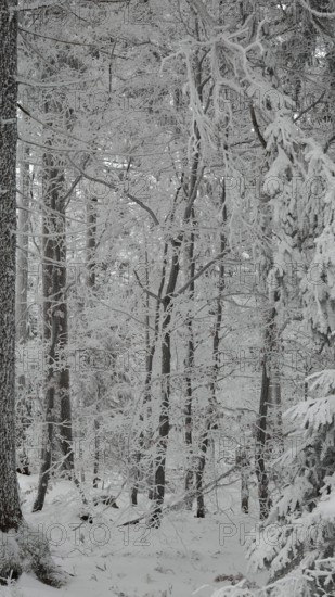 Dense winter forest with snow-covered trees and a quiet, frosty atmosphere, Fichtelgebirge
