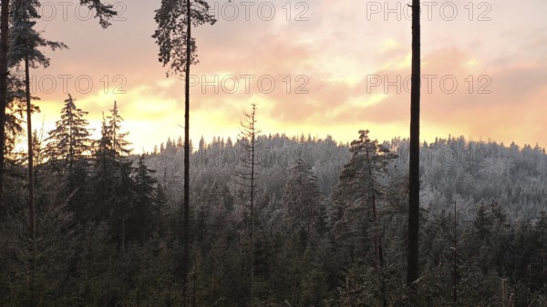 Snowy forest in winter sunset light illuminated by a warm sky, Fichtelgebirge