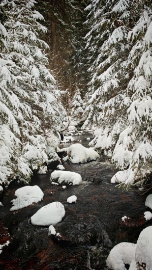 Snow-covered stream between trees in a wintery forest, captured in a quiet atmosphere, Fichtelgebirge