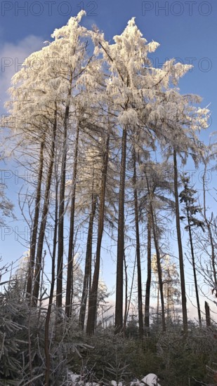 Snowy branches against a clear blue sky, cool winter atmosphere, Fichtelgebirge