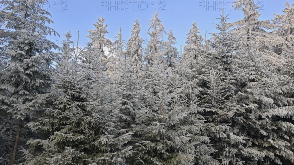Snow-covered spruces (picea) glistening in the sun under a clear blue winter sky, Fichtelgebirge