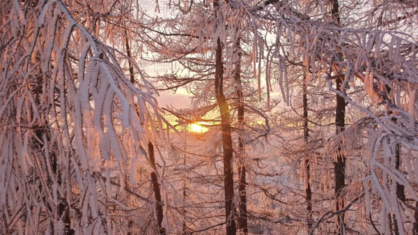 Snow-covered branches in the pink light of sunset that create a magical winter atmosphere, Fichtelgebirge