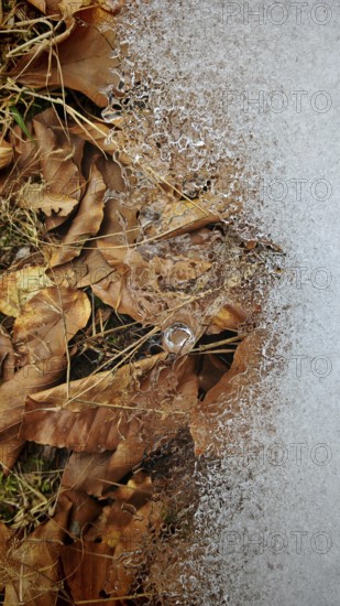 Frozen leaves with ice crystals showing fine winter textures, on the other side ice crystals, Fichtelgebirge, nature park