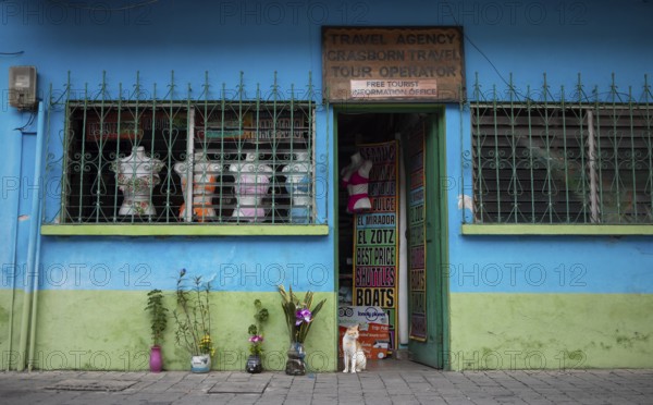 House cat on a colorful house facade in Flores, Petén Department, Guatemala