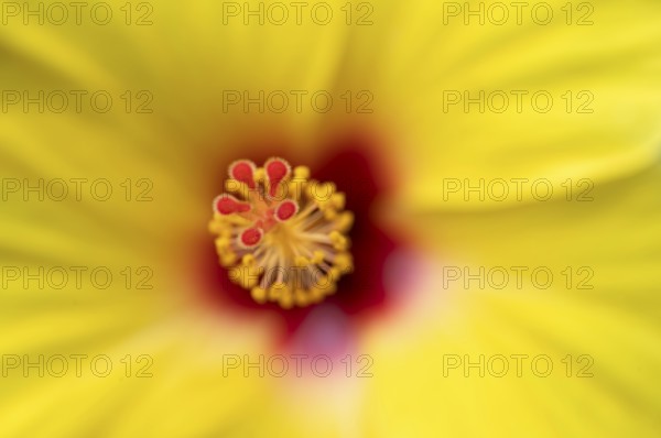Close-up, detail, pistil, flower, yellow hibiscus (Hibiscus brackenridgei) iStuttgart, Baden-Württemberg, Germany