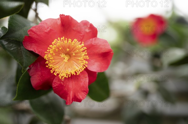 Flower of the Higo camellia, Japanese camellia, (Camellia japonica L.), Stuttgart, Baden-Württemberg, Germany