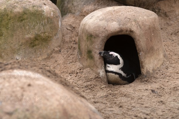 African penguin (Spheniscus demersus) captive, in breeding den, Stuttgart, Baden-Württemberg, Germany
