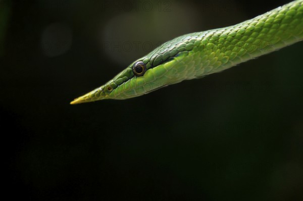 Close-up, close-up, Vietnamese long-nosed snake (Gonyosoma boulengeri), captive, Stuttgart, Baden-Württemberg, Germany