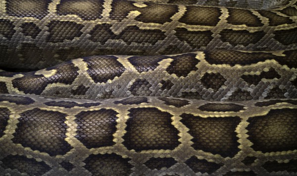 Close-up, close-up, pattern, pattern, snakeskin, Burmese Python (Python molurus bivittatus), captive, Stuttgart, Baden-Württemberg, Germany