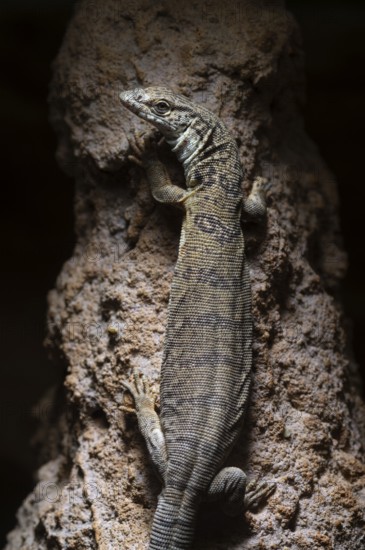Gillen's dwarf monitor lizard (Varanus gilleni), captive, on a tree trunk, Stuttgart, Baden-Württemberg, Germany
