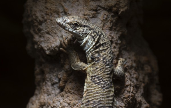 Gillen's dwarf monitor lizard (Varanus gilleni), captive, on a tree trunk, Stuttgart, Baden-Württemberg, Germany