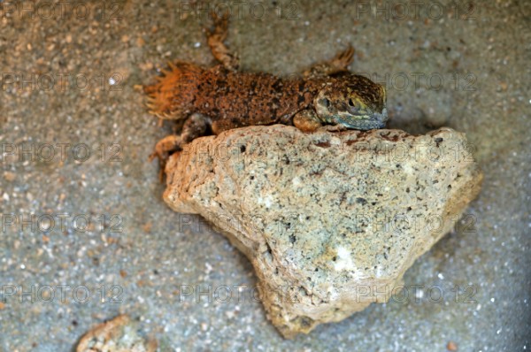 Beavertail dragon (Xenagama taylori), captive, Stuttgart, Baden-Württemberg, Germany
