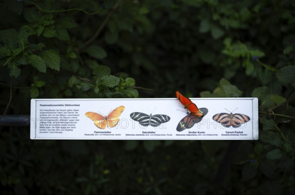 Passionflower butterfly (Heliconiinae) sits on legend for passionflower butterfly, butterfly, Stuttgart, Baden-Württemberg, Germany
