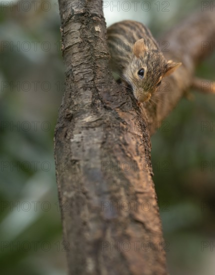 Barred grass vole (Lemniscomys barbarus), often also known as Barbary grass vole, captive, on a tree trunk, Stuttgart, Baden-Württemberg, Germany