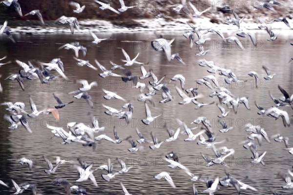 Pigeons in winter, Germany
