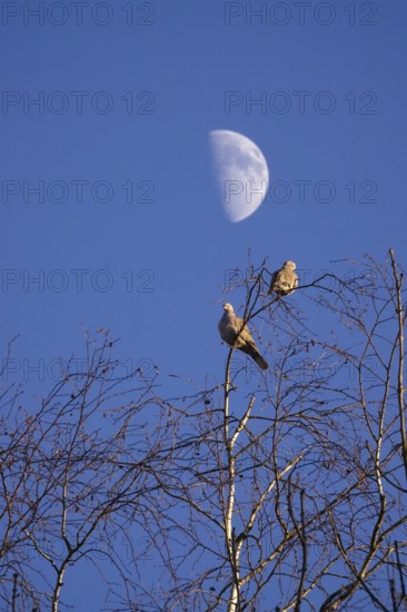 Pigeons in winter, sky with moon, Germany
