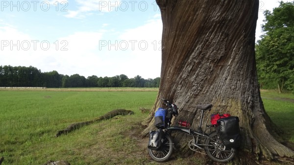 An impressively large oak (quercus), florentine oak, with a bicycle at its base, Spreewald Biosphere Reserve