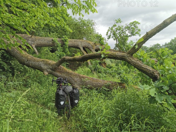Bicycle in a thick forest next to a fallen tree with lots of green leaves, Czech Republic