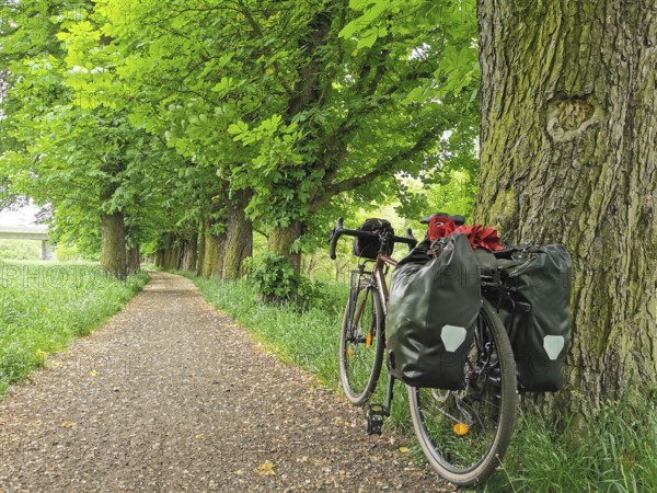 Bicycle parked on a tree-lined path in a green avenue, Bohemia, Czech Republic