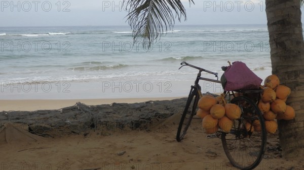 Bicycle with coconuts on a beach in front of the sea, shaded by a palm leaf, relaxed ambiance, Sri Lanka