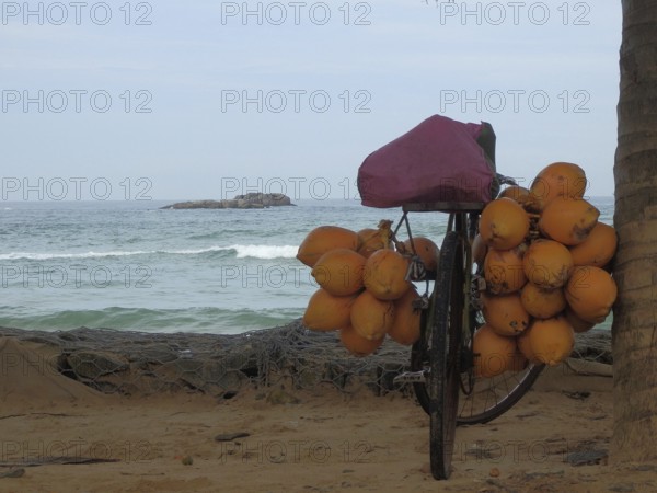 Bicycle full of coconuts standing on a sandy beach in front of the sea, quiet and exotic atmosphere, Sri Lanka