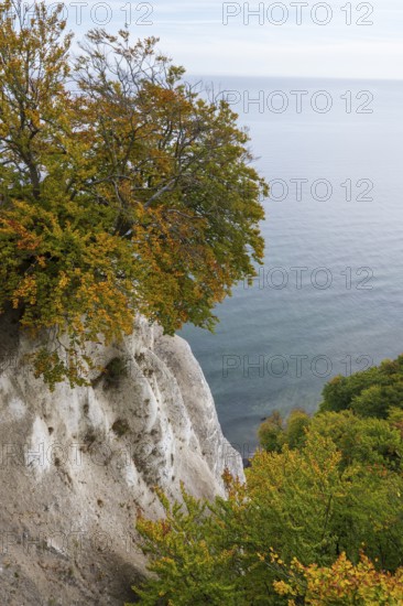 View of chalk cliffs and Baltic Sea, trees with autumn leaves, Jasmund National Park, Sassnitz, Rügen island, Baltic Sea, Mecklenburg-Western Pomerania, Germany